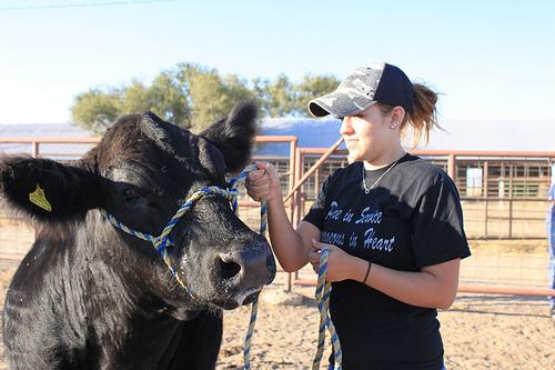 5073536473_d9af02026a Freshman Sarah Baldridge works with her steer. Photo by Matt Lara.