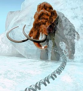 Scientists hope to use DNA from frozen mammoths to clone them. Photo courtest of the Pittsburgh Post-Gazette.